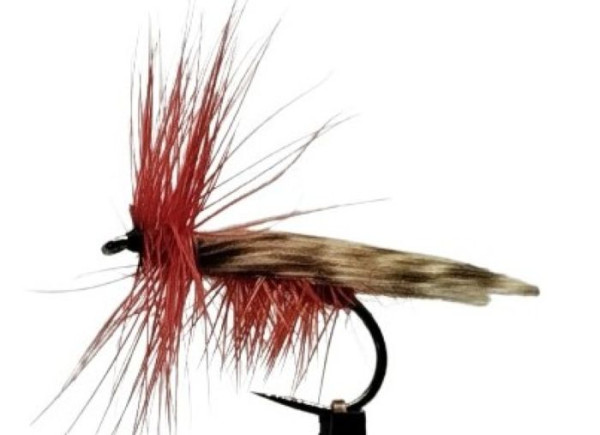 Trockenfliege " Great Red Sedge " auf Schonhaken/ barbless hook