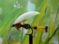 Nassfliege " Royal Coachman " auf Schonhaken/ barbless hook Nassfliege " Royal Coachman " auf Schonhaken/ barbless hook